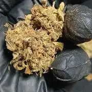 Frost Banger 2