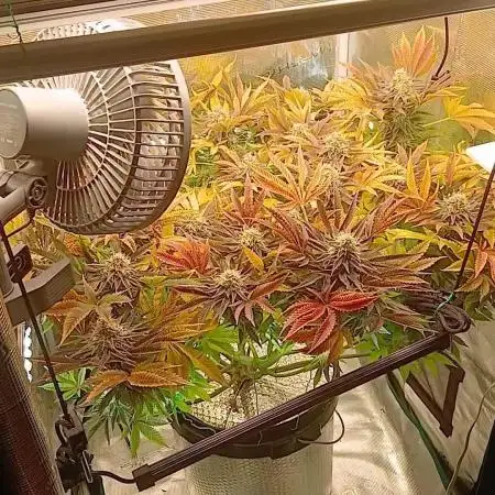 #10. Gorilla Runtz Seedsman