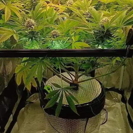 #10. Gorilla Runtz Seedsman