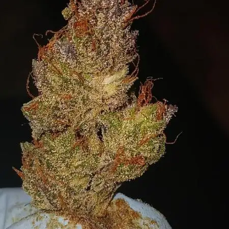 #7. Guava Auto Fast Buds