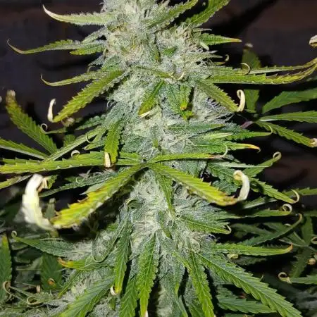 #6. Z-up Fast Buds ts600 DWC