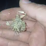 Mendos Breath vs Gelato OG
