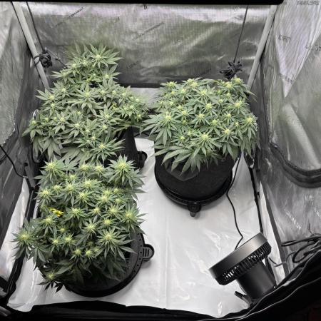 Grow 1