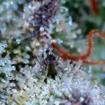 Grow 1