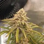 Chemdogging