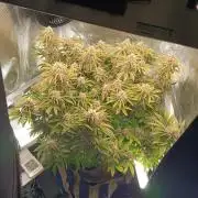 Chemdogging