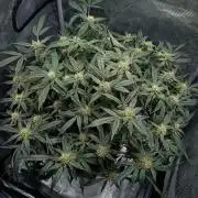 Gelato Auto FB