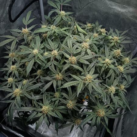 Gelato Auto FB