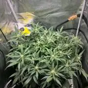 ORANGE APRICOT GLUE XL AUTO