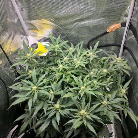 ORANGE APRICOT GLUE XL AUTO