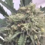 RQS: 3x Northern Light Automatic (Indoor to Outdoor)