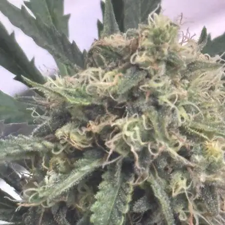 RQS: 3x Northern Light Automatic (Indoor to Outdoor)