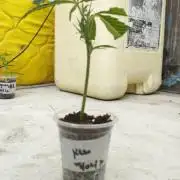 Keso (London Cheese BSF x Sativa Colombi