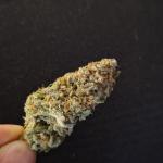 Ayahuasca Purple Barney´s Farm