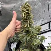 Nuclear forest and dirty mimosa