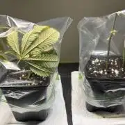 Cloning
