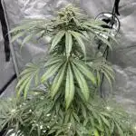 Nuclear forest and dirty mimosa