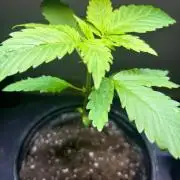 Snow Lotus x NC5
