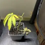 Cloning