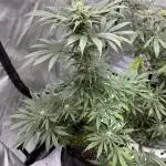 Nuclear forest and dirty mimosa