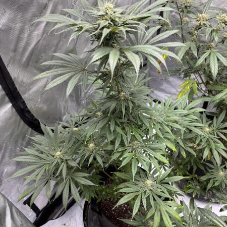 Nuclear forest and dirty mimosa