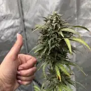 Nuclear forest and dirty mimosa