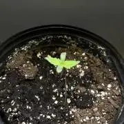 Snow Lotus x NC5