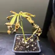 Cloning
