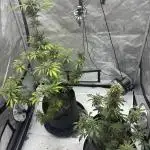 Nuclear forest and dirty mimosa