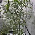 Pine Tree Kush