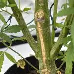 Pine Tree Kush