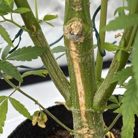 Pine Tree Kush