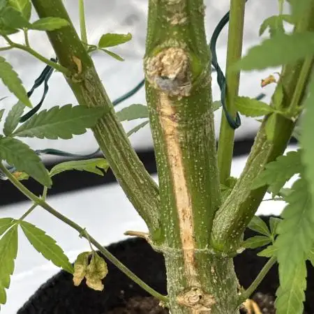 Pine Tree Kush
