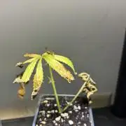Cloning