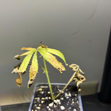Cloning
