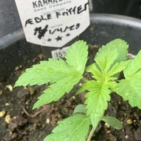 Æblefritter Hokus pokus en lækker mås i fokus🖤🧡💚☮️