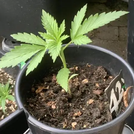 Min første udendørs Fastbuds outdoor 💚☮️