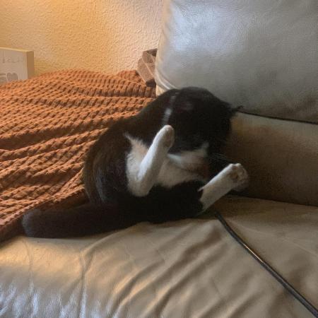 Plagron x Zanisiea! Runtz