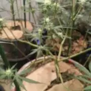 Sugar cane (IN HOUSE GENETICS) BY RICHSANFARMORGANIC