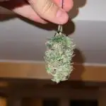 strawberry banana auto