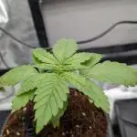 Zamnesia GSC