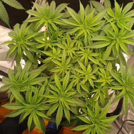 G.O.A.T. Mango by HappyPlant420