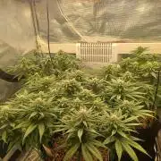 G.O.A.T. Mango by HappyPlant420