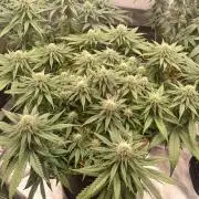 G.O.A.T. Mango by HappyPlant420