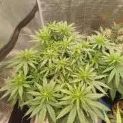 G.O.A.T. Mango by HappyPlant420