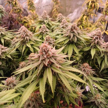 G.O.A.T. Mango by HappyPlant420