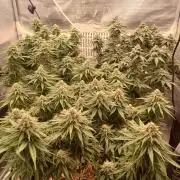 G.O.A.T. Mango by HappyPlant420