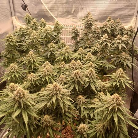 G.O.A.T. Mango by HappyPlant420