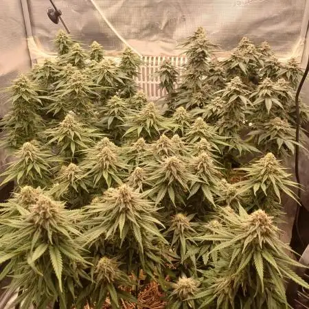 G.O.A.T. Mango by HappyPlant420