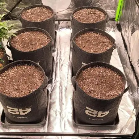 Fast Buds RF3 Grow